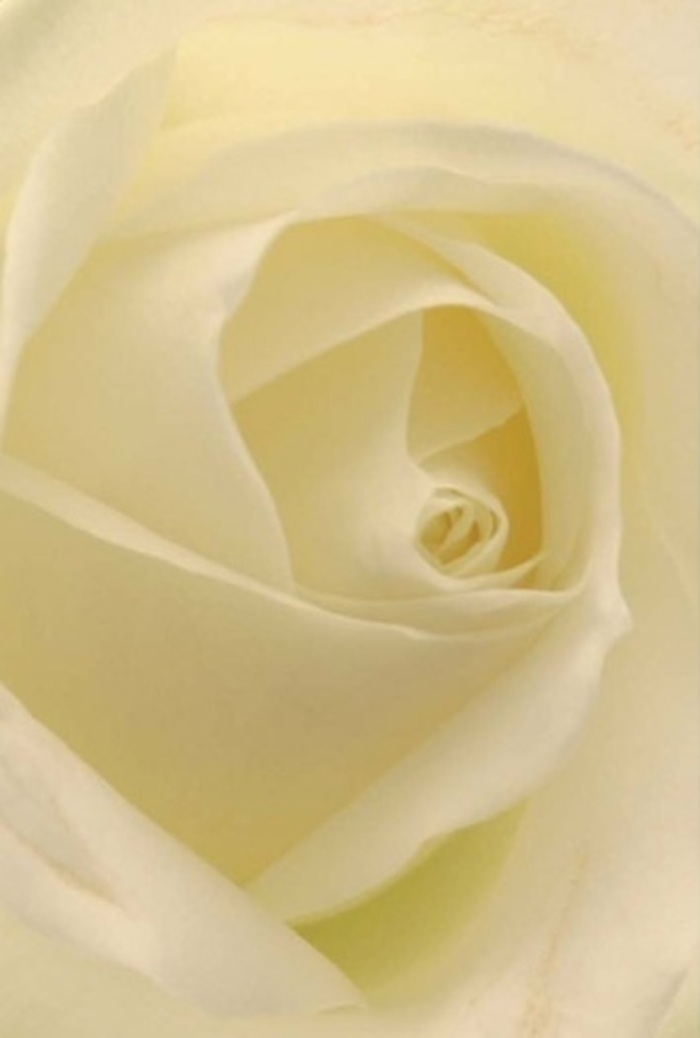 In close perspective, this pure white rose captivates with its sophisticated layering and subtle shifts between matte and faintly satin textures. The interplay of gentle shadows and soft creams creates a scene brimming with tranquility, reminiscent of a quiet walk along Hoddesdon's tree-lined paths. Each petal unfurls towards the rose's perfectly spiral centre, a visual metaphor for heartfelt gestures-be it a romantic message, a sincere apology, or a wedding's elegant accent. The light here feels natural and inviting, as if tumbling through a florist's window overlooking the bustle of Amwell Street. Its fragrance, though imagined, is clear and serene-a calm balm for the spirit and a fitting companion to the thoughtful emotional intent of the arrangement. Every shade and shadow is elevated by a florist's careful eye, transforming the rose into a living emblem of heartfelt connections and meaningful moments celebrated throughout Hoddesdon.